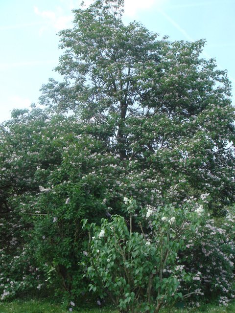 Catalpa fargesii